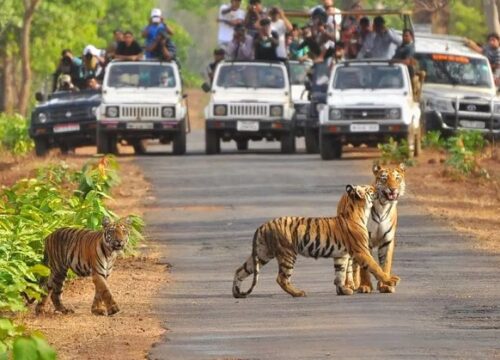 Jim Corbett - 2D1N