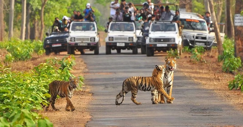 Jim Corbett - 2D1N