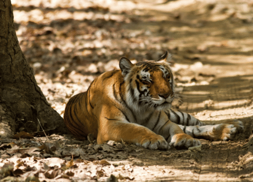 Jim Corbett Ranikhet